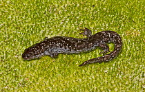 Mabee's Salamander (Ambystoma mabeei) on moss, South Carolina, USA