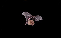Long-tongued Bat (Glossophaga soricina) in flight at night, Tamaulipas, Mexico