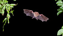 Long-tongued Bat (Glossophaga soricina) in flight at night, Tamaulipas, Mexico