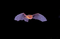 Black-winged Little Yellow Bat (Rhogeessa tumida) in flight at night, Tamaulipas, Mexico