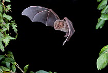 Great fruit eating bat (Artibeus lituratus / intermedius) in flight at night, Tamaulipas, Mexico