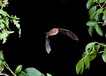 Hairy legged myotis bat ( Myotis keaysi ) in flight at night, Tamaulipas, Mexico