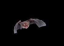 Little-Big-eared Bat (Micronycteris megalotis) in flight at night, Tamaulipas, Mexico