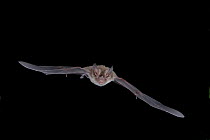 Little-Big-eared Bat (Micronycteris megalotis) in flight at night, Tamaulipas , Mexico