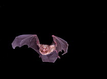Leaf-chinned / Ghost faced bat (Mormoops megalophylla ) in flight at night, Tamaulipas, Mexico