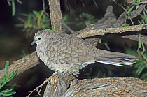 Inca Dove (Columbina inca) with feathers fluffed up, Arizona , USA