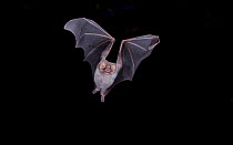 Hairy-legged Vampire Bat (Diphylla ecaudata) in flight at night, Tamaulipas, Mexico