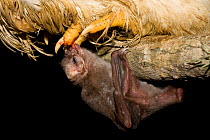 Hairy-legged Vampire Bat (Diphylla ecaudata) drinking blood from a chicken's foot, Mexico,