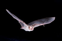 Hairy-legged Vampire Bat (Diphylla ecaudata) in flight at night, Nauvo Leon , South East Mexico, January
