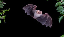 Hairy-legged Vampire Bat (Diphylla ecaudata) in flight at night, Mexico