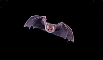 Hairy-legged Vampire Bat (Diphylla ecaudata) in flight at night, Tampaulipas, Mexico