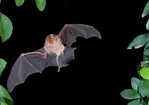 Ghost-faced Bat (Mormoops megalophylla) in flight at night,  Mexico