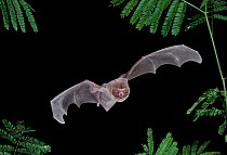 Ghost faced bat (Mormoops megalohylla) in flight, Tamaulipas, Mexico