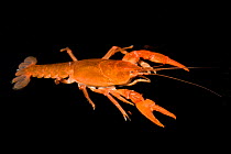 Male Fireback crayfish (Cambarus pyronotus) very narrowly restricted to a series of small ravine tributaries along the eastern bank of the upper Apalachicola River, Northern Liberty County, Florida, U...
