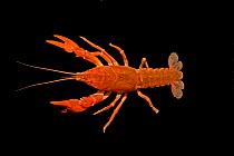 Male Fireback crayfish (Cambarus pyronotus) very narrowly restricted to a series of small ravine tributaries along the eastern bank of the upper Apalachicola River, Northern Liberty County, Florida, U...