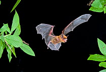 Evening bat (Nycticeius humeralis) in flight with mouth open, North Florida, USA