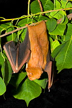 Hoary / Eastern Red Bat {Lasiurus borealis} hanging upside-down in tree, USA