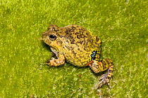 Colombian four eyed frog (Pleurodema brachyops) on moss, captive, from South America