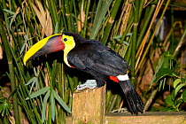 Chestnut mandible toucan (Ramphastos ambiguus swainsonii) perched on post, South America