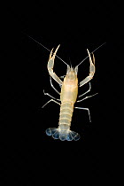Cave crayfish (Procambarus horsti) endemic to the Leon county area of Florida, found only in sinks or springs leading to underground aquifer, West Florida, USA