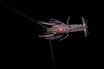 Female Crayfish (Cambarellus / Panicambarus blacki) found in a small pond, Escambia county, West Florida, USA