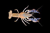 Male Burrowing crayfish (Procambarus rogersi rogersi) Wakula County, West Florida, USA