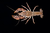 Male Burrowing crayfish (Procambarus rogersi campestris) Wakulla County, Florida, USA