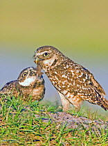 Burrowing owl (Athene cunicularia) feeding a Brown anole lizard (Anolis sagrei) to young, South West Florida, USA