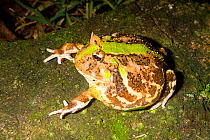 Brazilian horned frog (Ceratophrys aurita) on tree trunk, Brazil, South America