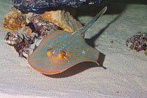 Blue spotted stingray (Neotrygon kuhlii) swimming over seabed, Red Sea