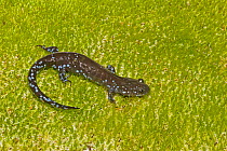 Blue spotted salamander (Ambystoma laterale) on moss, Michigan, USA