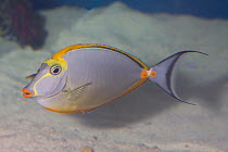 Blonde naso tang / Orangespine unicornfish (Naso lituratus) Indian Ocean