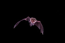 Naked backed / Moustached / Leaf-lipped bat (Pteronotus personatus) in flight with mouth open, Tamaulipas, Mexico