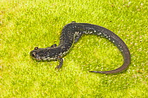 Atlantic coast slimy salamander (Plethodon chlorobryonis) on moss, Florence, North Carolina, USA