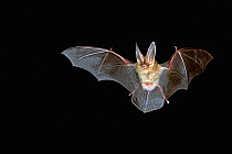 Townsend's big-eared bat (Corynorhinus / Plecotus townsendii) in flight, Arizona, USA