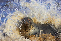 Portrait of Grey seal (Halichoerus grypus) frolicking in surf, Lincolnshire, England.