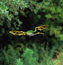 Wallace's / Abah river flying frog (Rhacophorus nigropalmatus) gliding, controlled conditions, showing use of webbed feet, from Malaysia and Indonesia