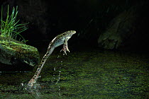 Leopard frog (Rana pipens) leaping out of water, controlled conditions, from USA