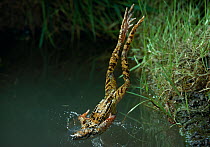 Common frog {Rana temporaria} diving into water from bank, UK, controlled conditions
