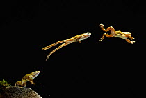 Common frog (Rana temporaria) jumping sequence, multiflash image, UK, controlled conditions