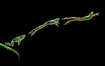 Common / European treefrog {Hyla arborea} jumping sequence, multiflash image, controlled conditions