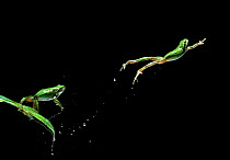 Common / European treefrog {Hyla arborea} jumping sequence, multiflash image, controlled conditions