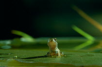 Common frog {Rana temporaria} froglet sitting on lily pad in water, UK