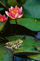 European edible frog {Rana esculenta} sitting on lily pad, UK