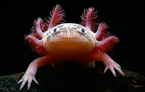Mexican axolotl (Ambystoma mexicanus) albino, portrait, controlled conditions
