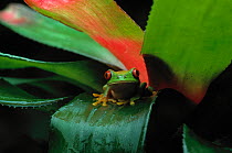 Red eyed tree frog (Agalychnis callidryas) sitting on Bromeliad leaf, controlled conditions, from Central America