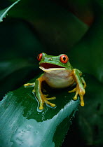 Red-eyed tree frog {Agalychnis callidryas} sitting on Bromeliad leaf, controlled conditions, from Central America