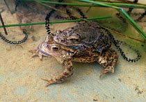 Common european toads (Bufo bufo) pair in amplexus with strings of toad spawn, UK