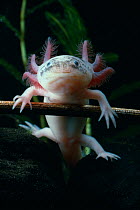 Mexican axolotyl {Ambystoma mexicanum} albino, underwater, controlled conditions