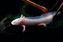 Mexican axolotyl {Ambystoma mexicanum} albino, swimming underwater, controlled conditions